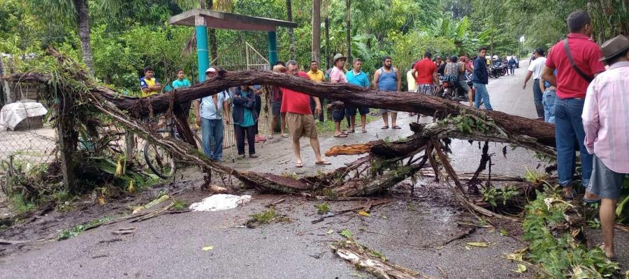 Joven pierde la vida tras caerle un árbol en Comalcalco