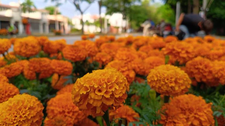 Adorna Centro espacios públicos con cempasúchil por Día de Muertos