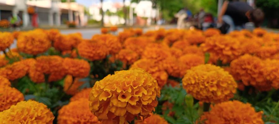 Adorna Centro espacios públicos con cempasúchil por Día de Muertos