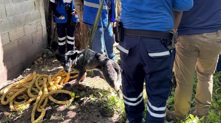 Rescatan a perro que cayó en pozo de agua en La Palma