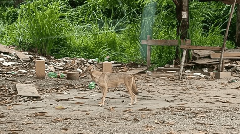 Se unen para alimentar a "Muñeca", coyote que habita zona Urbana de Villahermosa