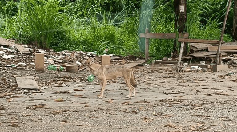 Avistan a Coyote salvaje deambulando en calle de Villahermosa