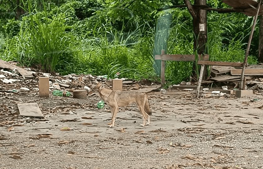 Avistan a Coyote salvaje deambulando en calle de Villahermosa