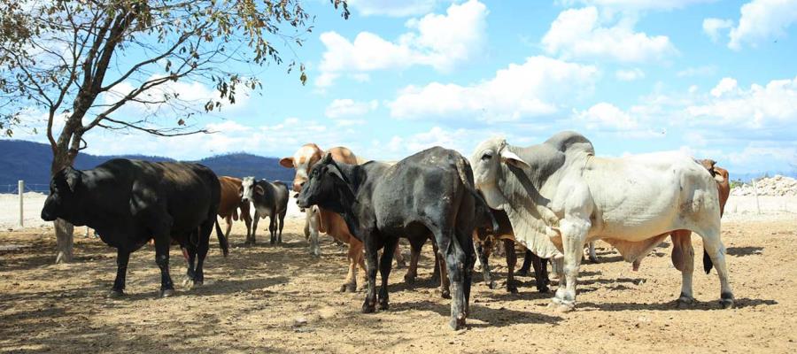 Guatemala en emergencia por ganado infectado por gusano barrenador