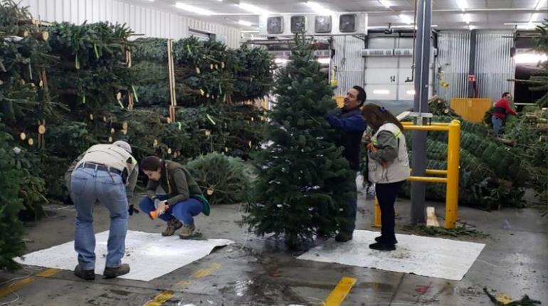 Inicia Profepa revisión de árboles de Navidad para evitar ingreso de plagas a México