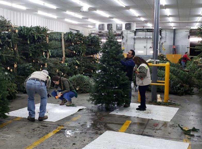 Inicia Profepa revisión de árboles de Navidad para evitar ingreso de plagas a México