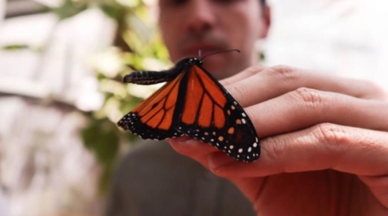 Avistan las primeras mariposas monarca en Michoacán