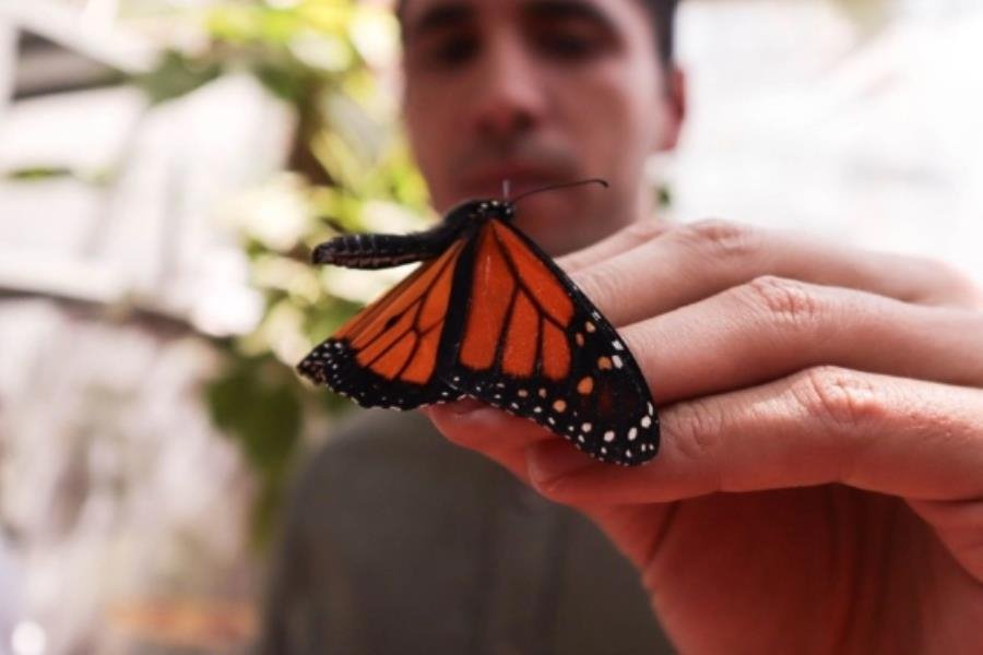 Avistan las primeras mariposas monarca en Michoacán