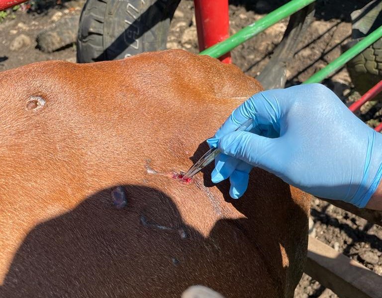 Tabasco podría instalar cerco sanitario en la frontera para evitar ingreso del gusano barrenador