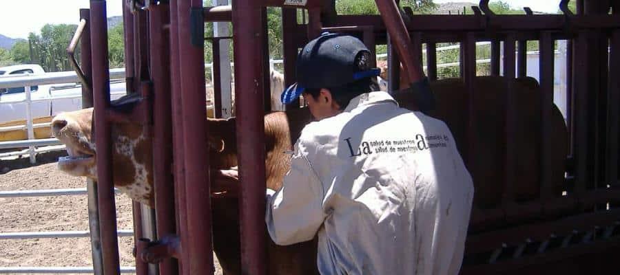 Sedafop llama a productores tabasqueños a no ingresar ganado de Centroamérica por GBG