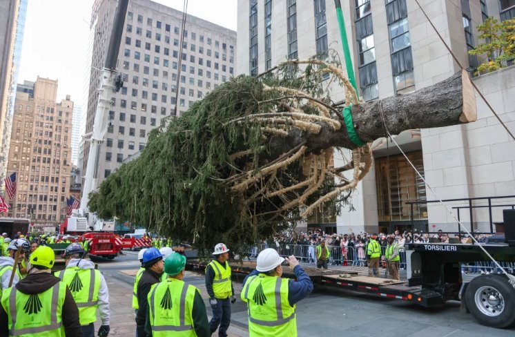 Llega a Nueva York el árbol navideño del Rockefeller Center