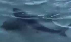 Tiburones nadando cerca de la playa en malecón de La Paz, sorprenden a turistas y pobladores