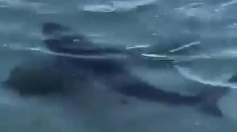 Tiburones nadando cerca de la playa en malecón de La Paz, sorprenden a turistas y pobladores