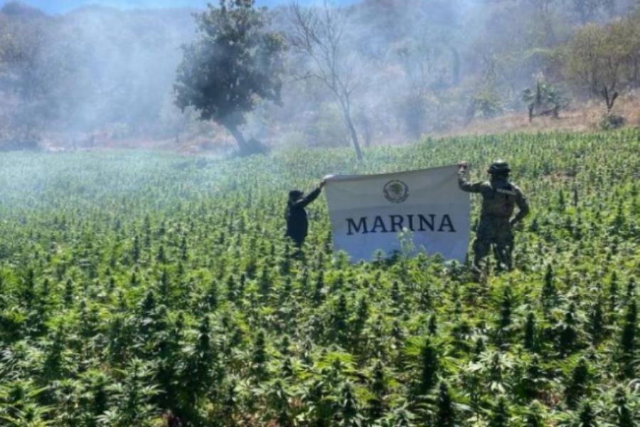 Destruye Semar laboratorio clandestino y plantío de marihuana en Sinaloa y Durango