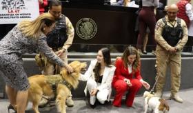 Se aprueba reforma constitucional para la protección integral de los animales en la Cámara de Diputados