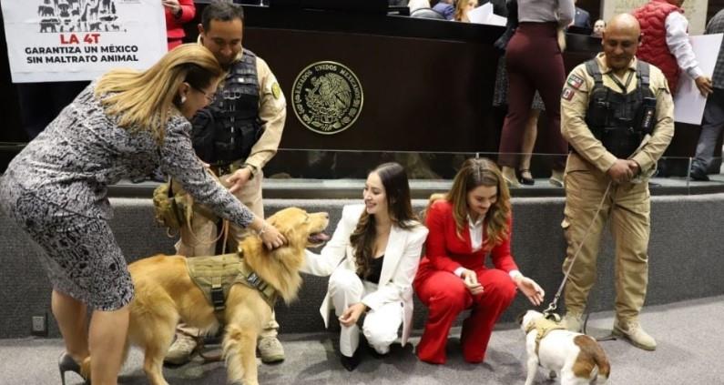 Se aprueba reforma constitucional para la protección integral de los animales en la Cámara de Diputados