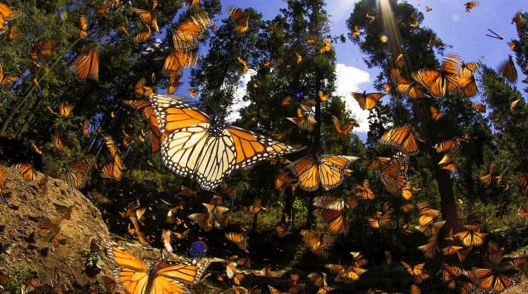 Aumenta a 56 mil hectáreas la reserva para arribo de Mariposas Monarcas