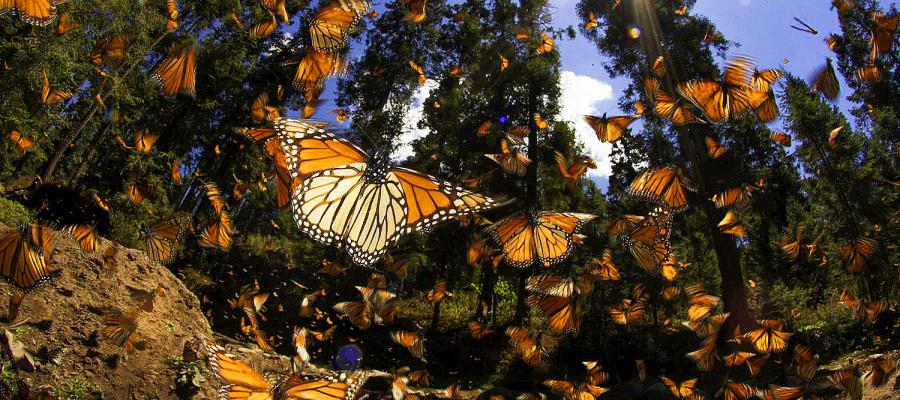 Aumenta a 56 mil hectáreas la reserva para arribo de Mariposas Monarcas