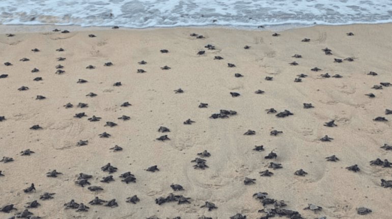 Más de 291 mil tortugas golfinas arriban a santuario en playas de Oaxaca