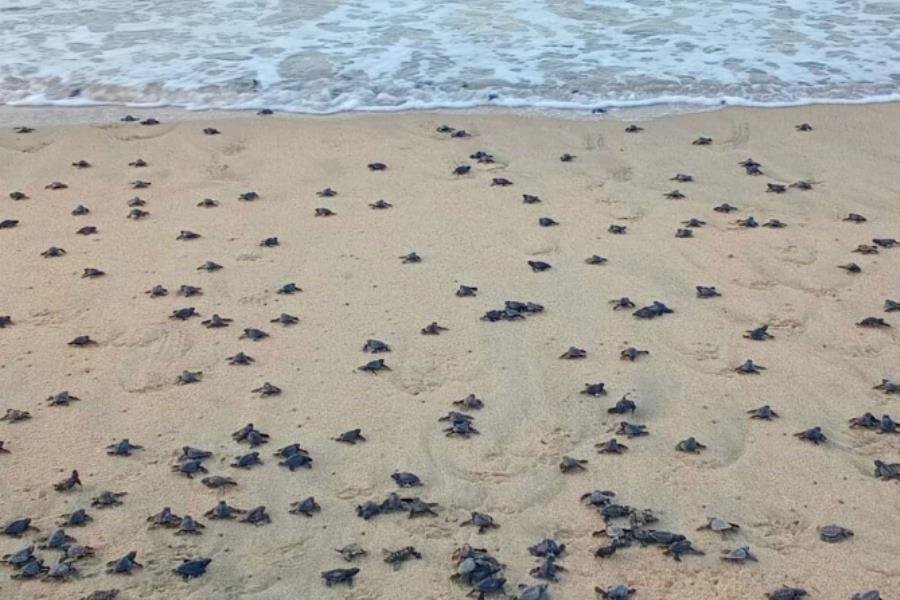 Más de 291 mil tortugas golfinas arriban a santuario en playas de Oaxaca