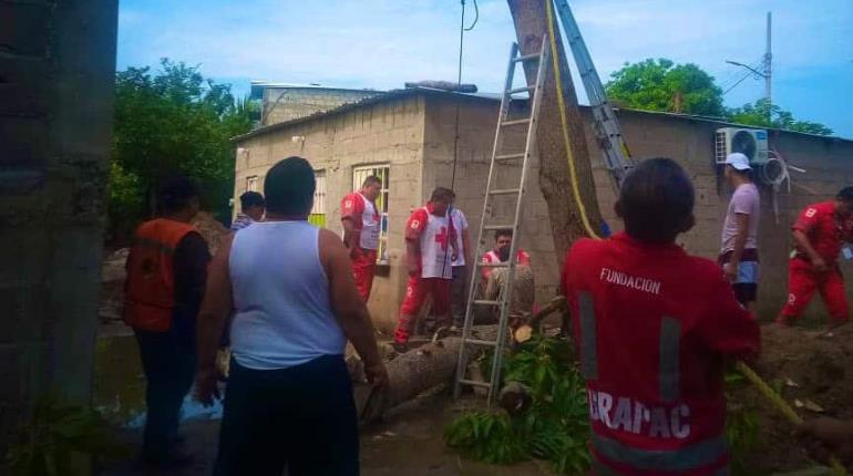 Hombre se desmaya cuando cortaba ramas de árbol en Cárdenas