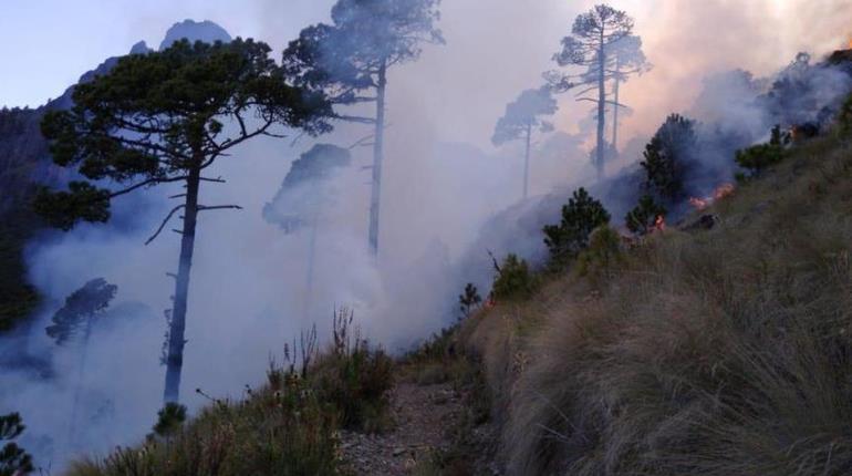 Aumenta tasa de homicidios e incendios forestales en México, denuncia PRI