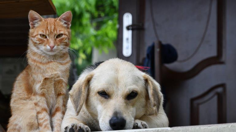 Espera Caninos 911 que protección y cuidado de los animales a rango constitucional no quede sin instrumentarse