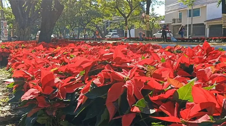 Iniciará Ayuntamiento de Centro plantación de nochebuenas en parques de Villahermosa