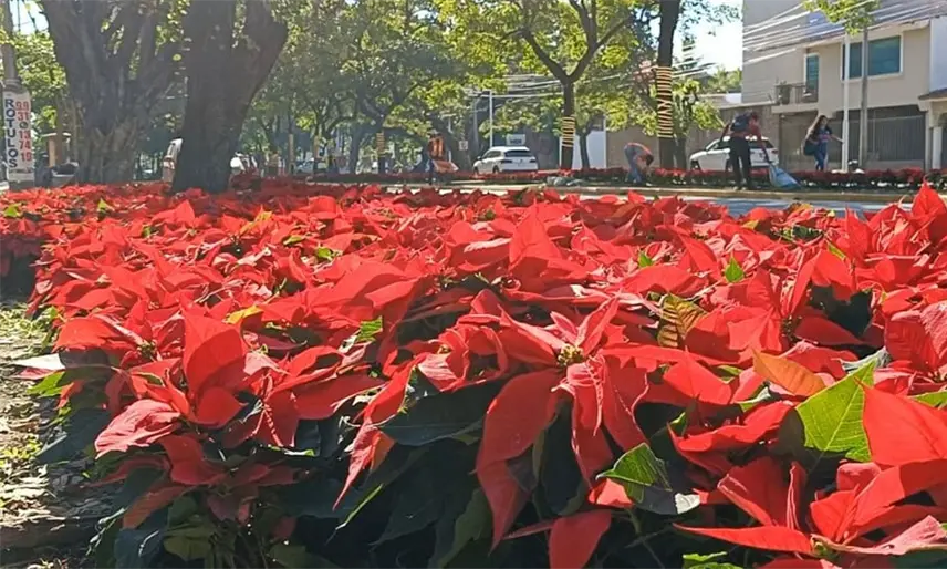 Iniciará Ayuntamiento de Centro plantación de nochebuenas en parques de Villahermosa