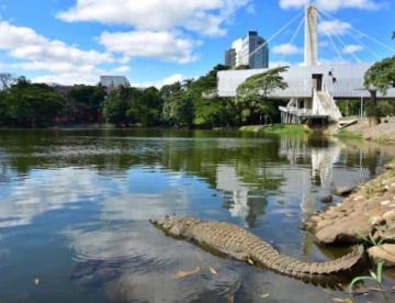 Descartan cercar Laguna de las Ilusiones para evitar incidentes con cocodrilos