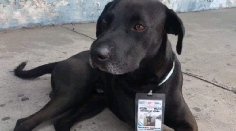 Perrito se gana el cariño de trabajadores en terminal de autobuses y lo nombran "supervisor de ruta"