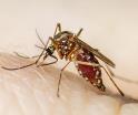 Centro y Tacotalpa en "foco rojo" por alta incidencia de dengue