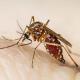 Centro y Tacotalpa en "foco rojo" por alta incidencia de dengue