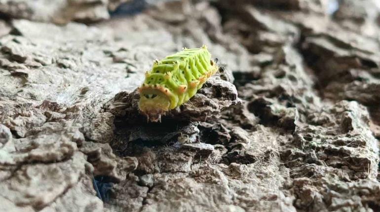 Alertan por proliferación de gusano verde que causa afecciones en la piel