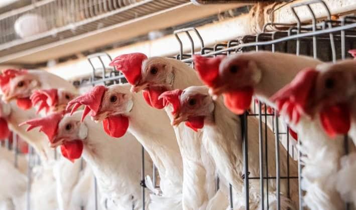 California en emergencia por brote de H5N1