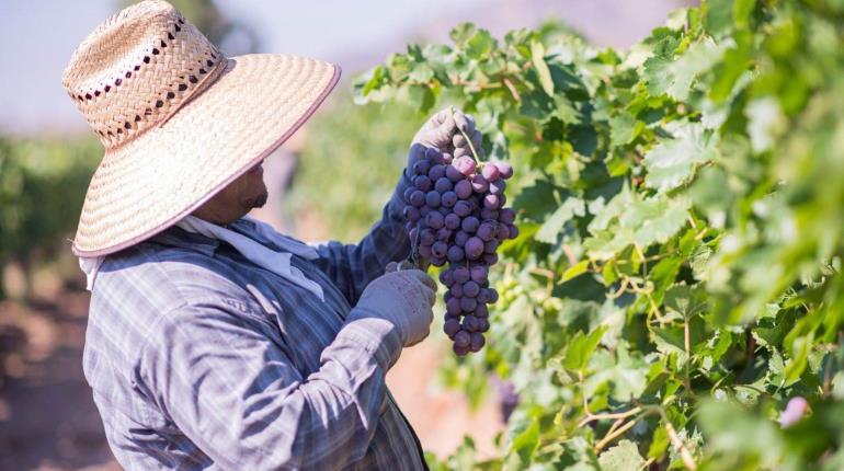 Se eleva el precio de la uva por baja producción tras sequía