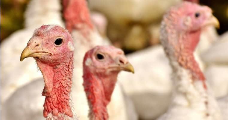 94% de la carne de pavo que se consume en México es importada: UNAM