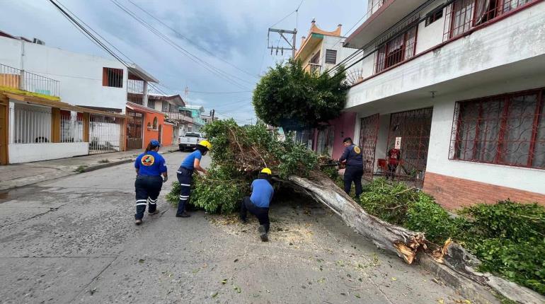 Camión choca contra árbol y lo derriba... en El Águila