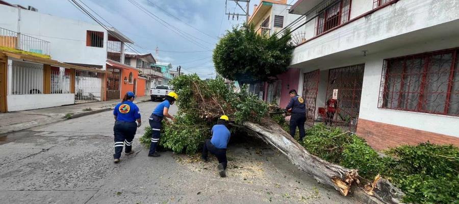 Camión choca contra árbol y lo derriba... en El Águila