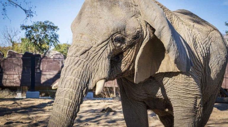 ¡Hasta siempre Yoyo! Muere elefanta africana más longeva del mundo