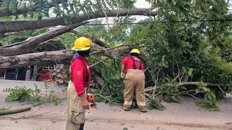 Cae árbol viejo y obstaculiza la carretera Villahermosa a Boquerón