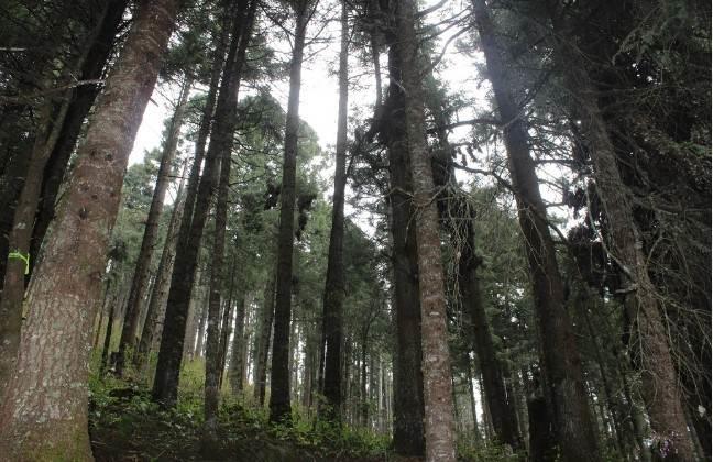 En riesgo bosques de oyamel por cambio climático