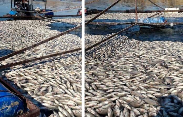 Mueren alrededor de 100 toneladas de peces en el Cutzamala por actividad hidroeléctrica