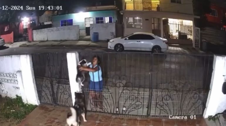 Mujer roba cachorro de husky de una casa y lo vende en Tamaulipas