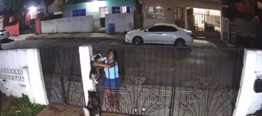 Mujer roba cachorro de husky de una casa y lo vende en Tamaulipas