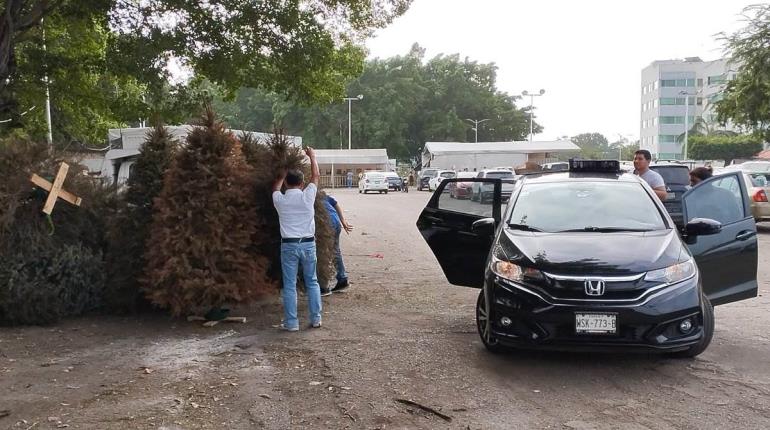 Arranca campaña de reciclaje de pinos naturales en Tabasco