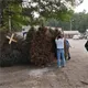 Reciclat&oacute;n de Pinos Naturales en Villahermosa iniciar&aacute; el 12 de enero: SEMADES
