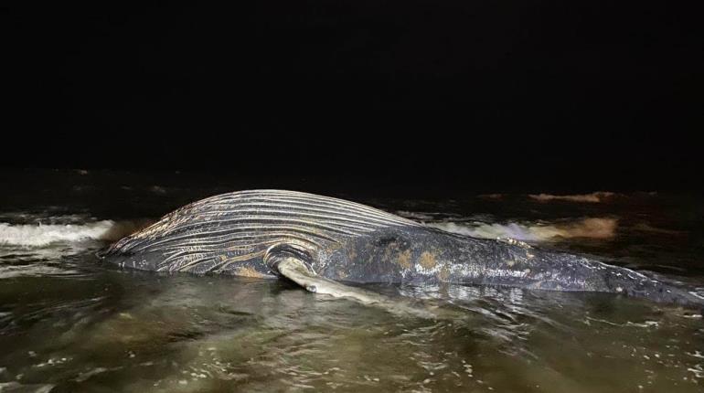 Hallan ballena muerta en playas de Mazatlán