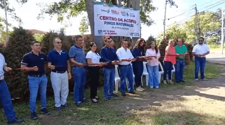 Inicia la colecta de pinos naturales en Tabasco