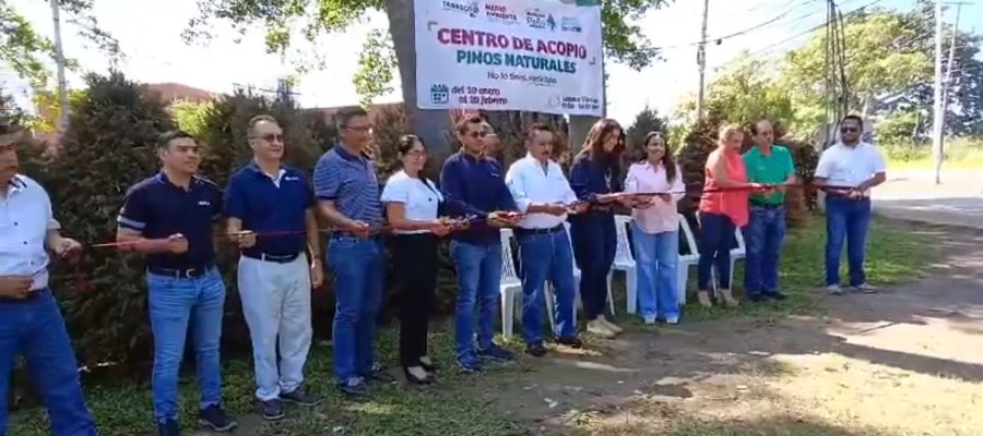 Inicia la colecta de pinos naturales en Tabasco